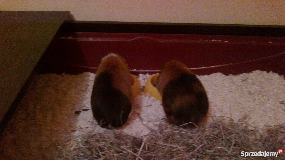 Obudowa na kuwetę świnki morskiej małopolskie Kraków