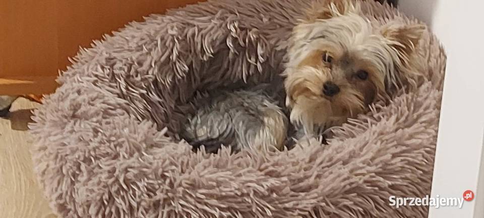 YORKSHIRE TERRIER REPRODUKTOR Z RODOWODEM FCI Kraków