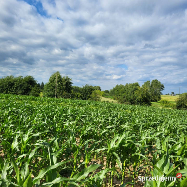 działka budowlana Płouszowice Kolonia Sprzedaż sprzedam