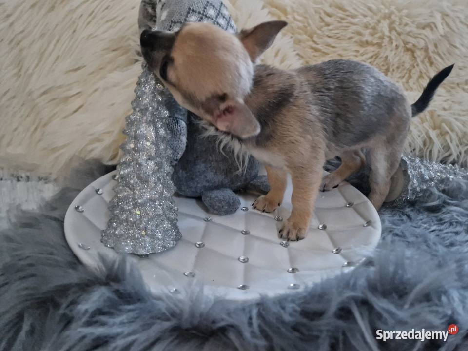 Cudowna suczka krótkowłosa chihuaha Chihuahua Szczecin