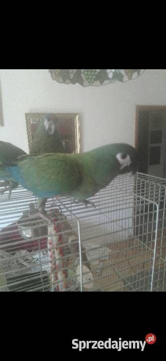 Kakadu Białooka Goffini Kakadu Ręcznie Poznań