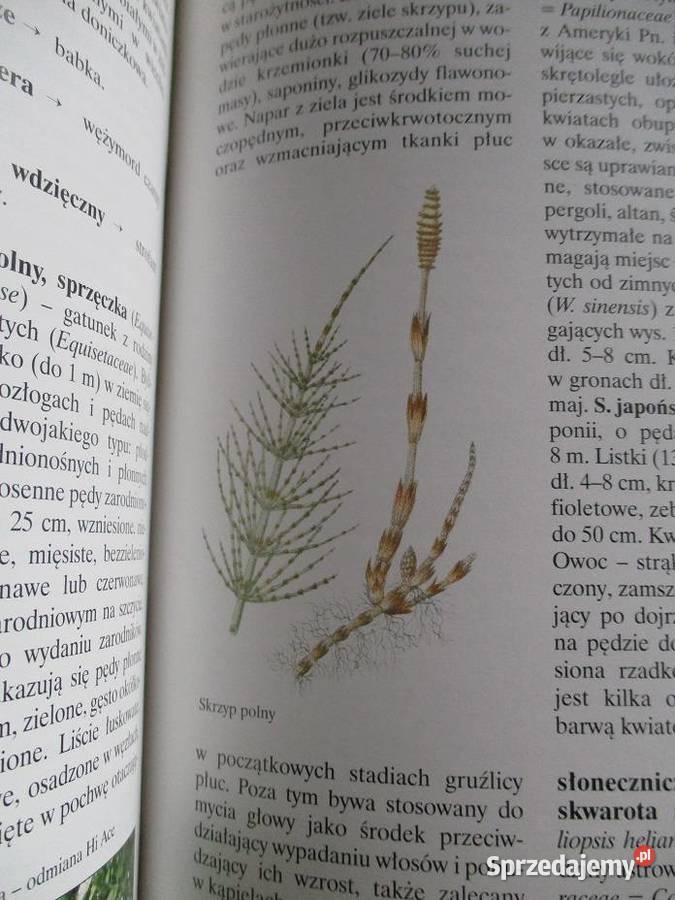 Leksykon roślin ozdobnych i użytkowych leksykon Łódź