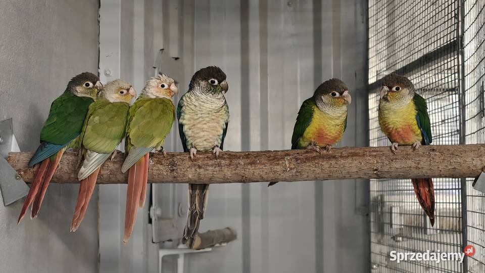 Rudosterka Rudosterki młode Głubczyce