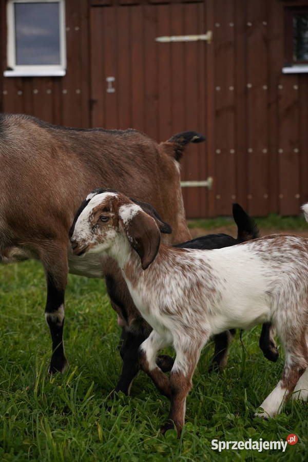 Koza Anglonubijska 100 Sprzedam Przyrów