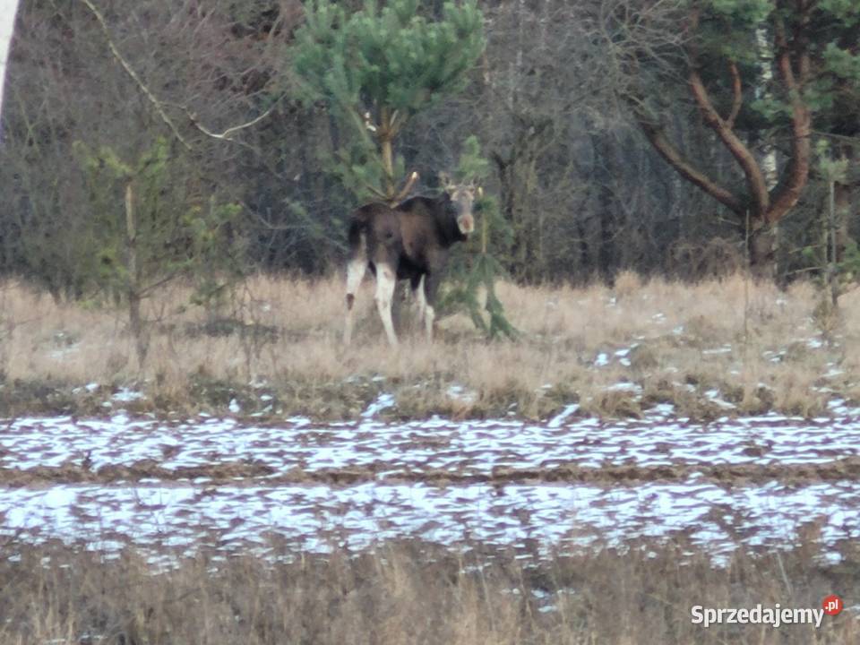 sprzeSprzedam działkę budowlaną o pow 1087 m2 w Fasty