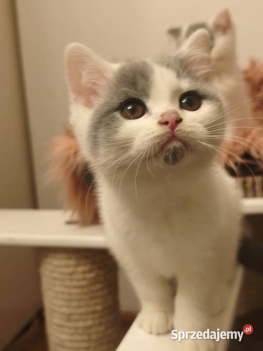 Brytyjski kocurek Brytyjski małopolskie Tarnów