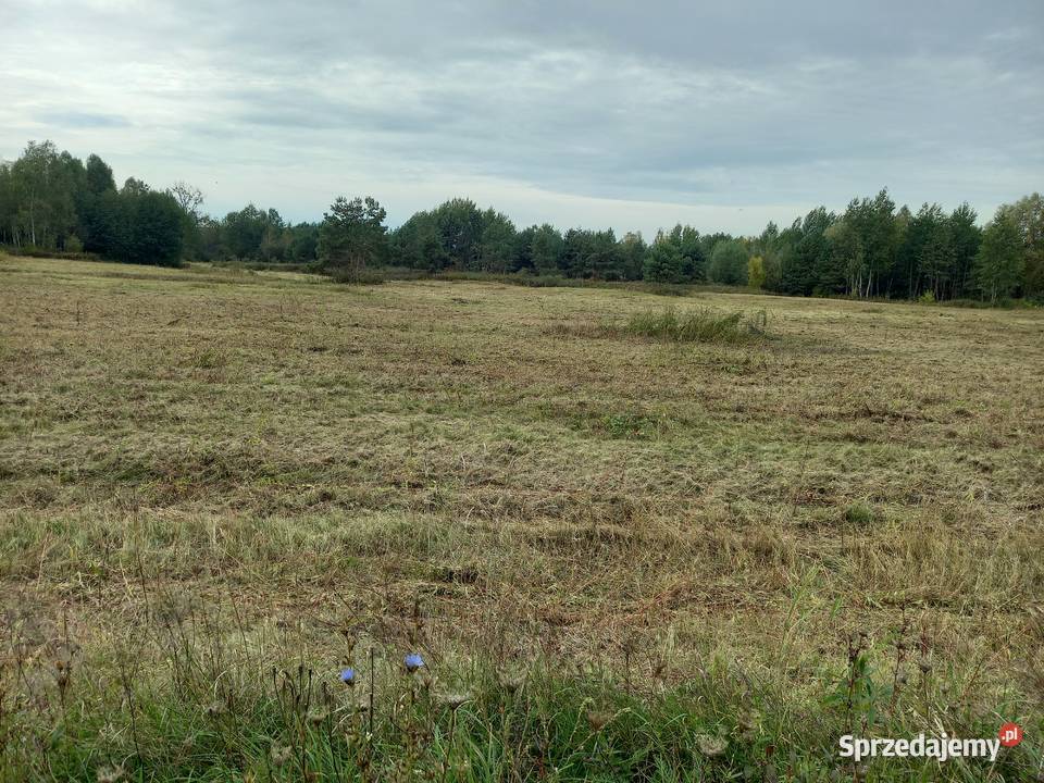 Koszenie trawy nieużytków kosiarka bijakowa