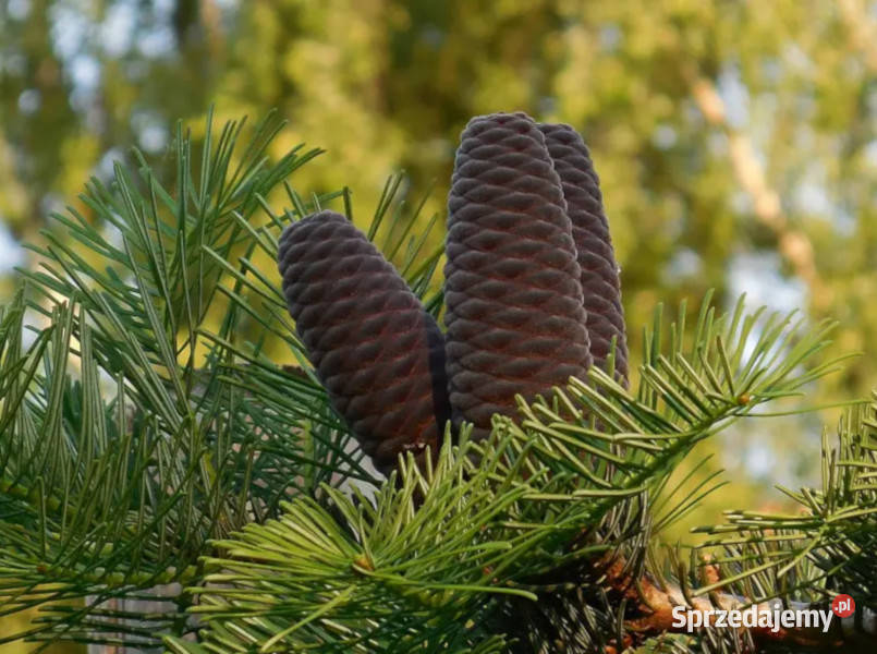 JODŁA POSPOLITA Abies alba NASIONA 2000 sztuk Lubanie
