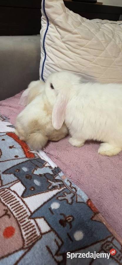 Króliczki Mini Lop Miejska Górka