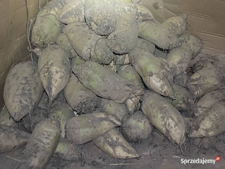 Sprzedam Buraki pastewne małopolskie