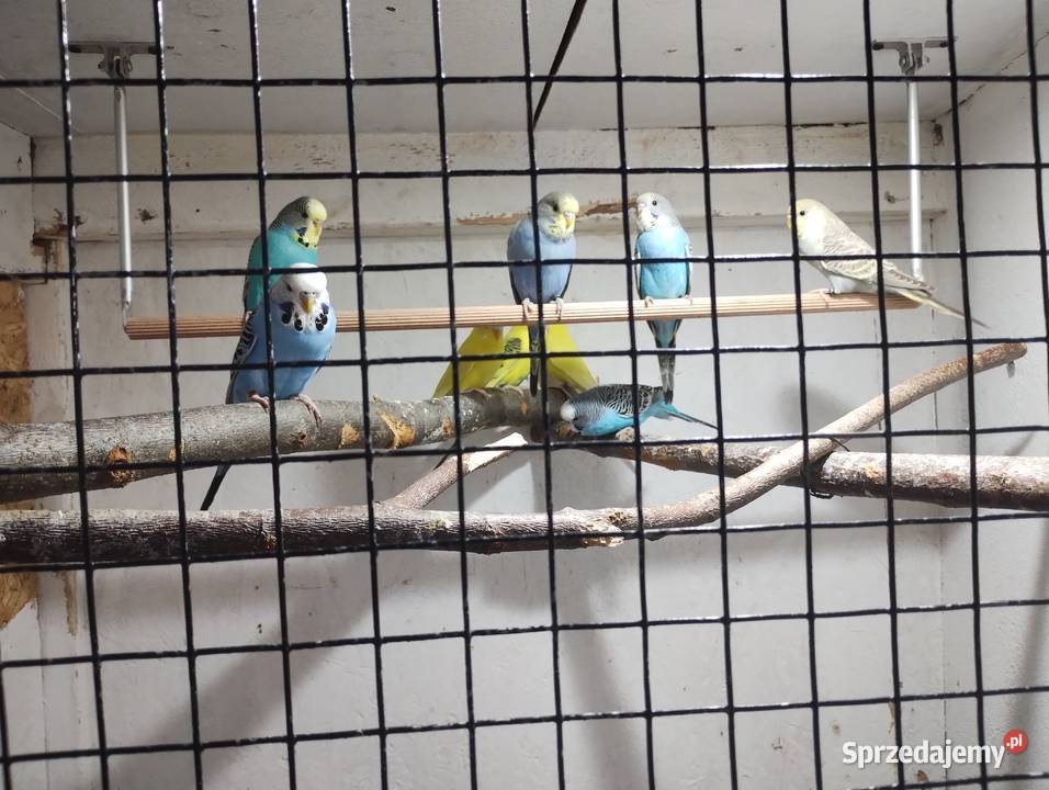 Papugi faliste Ozimek