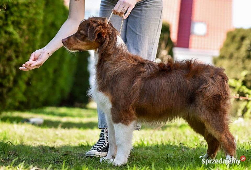 Ada i Bruce piękne roczne australijskie owczarki Warszawa