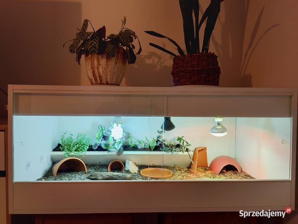 Żółw gwiaździsty lądowy terrarium Gady i płazy Bielsko-Biała sprzedam