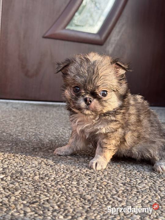 Chihuahua
