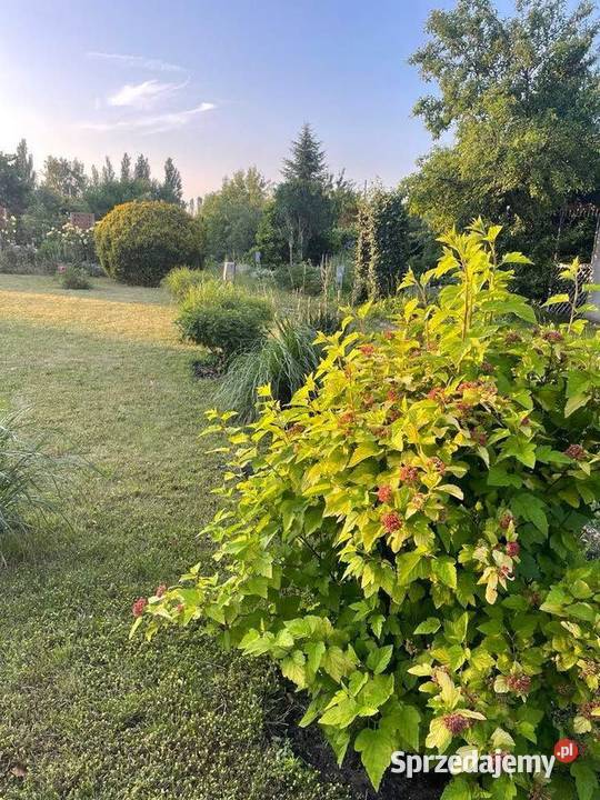 Sprzedam działkę ROD Zduńska Wola