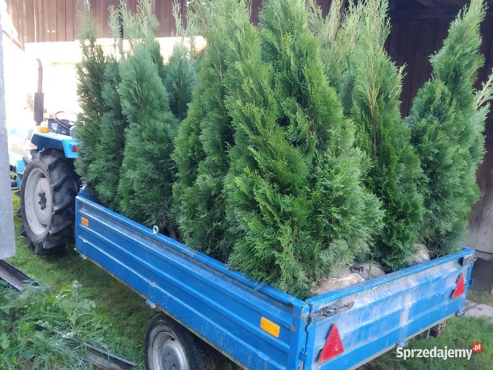 Tuja Smaragd 150160 Kraków Szmaragd juta Wawrzeńczyce