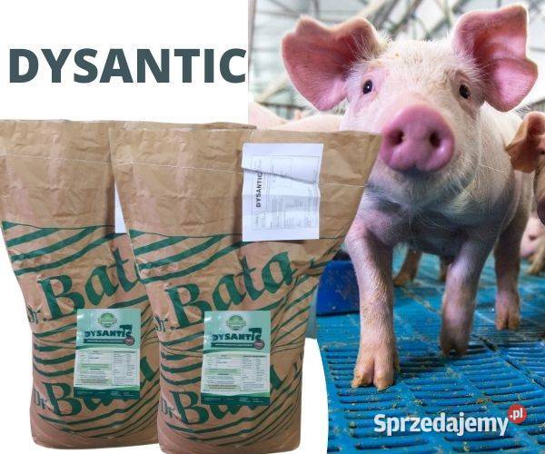 Dysantic 25pomoc w zwalczaniu BIEGUNEKDYZENTERII Trzemeszno