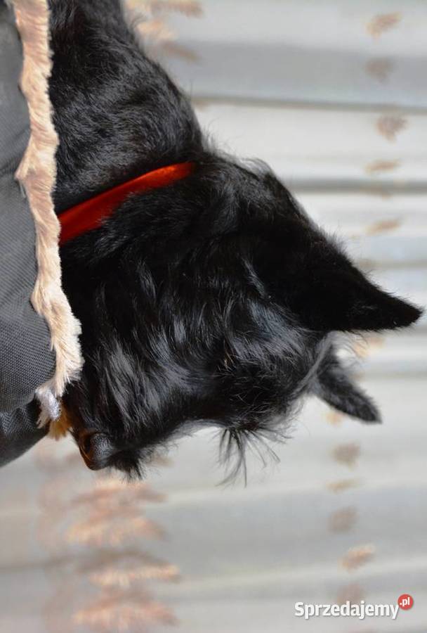 Terrier Szkocki rasowa suczka 4mce rodziny ZKwP