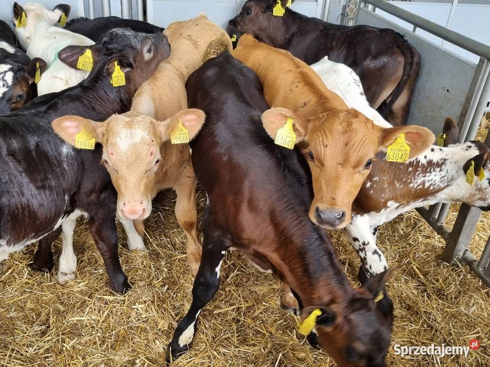W ciągłej sprzedaży cielaki Produkcja zwierzęca Kalisz sprzedam