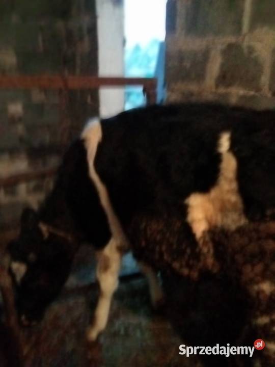 Sprzedam jałówkę Wójcin A