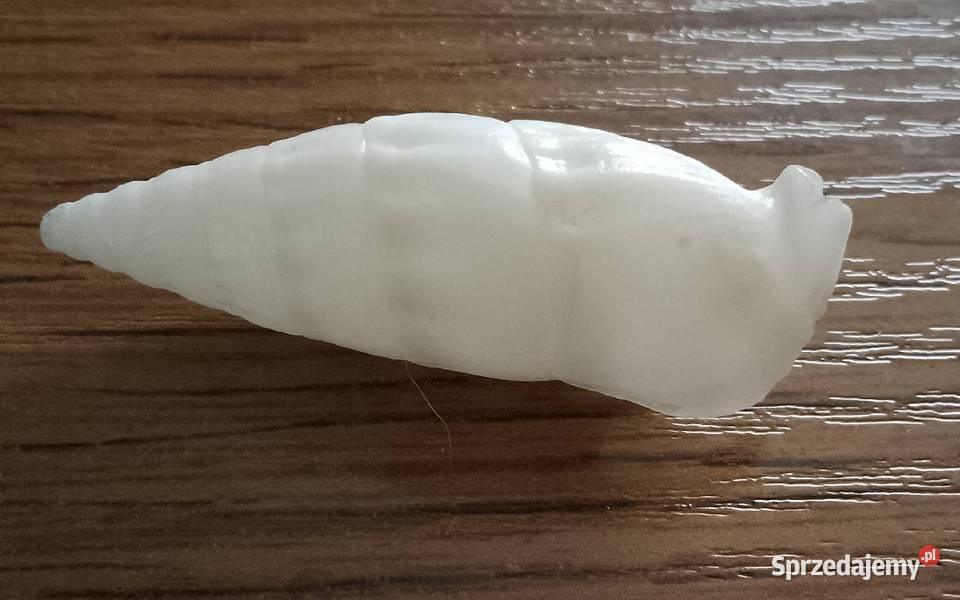 Muszle morskie kpl 19 sztuk kujawsko-pomorskie Nakło nad Notecią