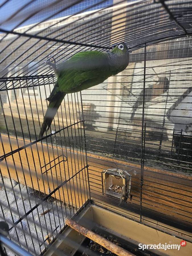 Papuga Rudosterka Ptaki Lublin