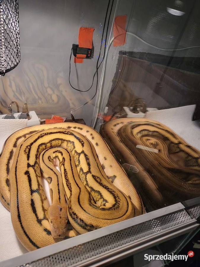 Pyton Siatkowy Samica Chybie