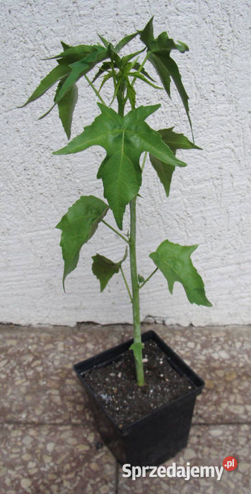 KETMIA BYLINOWA ALBIFLORUS sadz w doniczkach Ustronie sprzedam