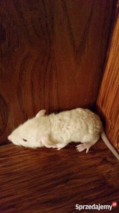 Szczury szczurki syjamskie REX Dumbo agouti