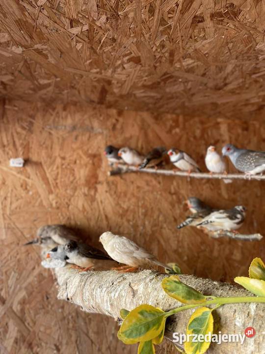 Sprzedam zeberki wielkopolskie Mechlin sprzedam