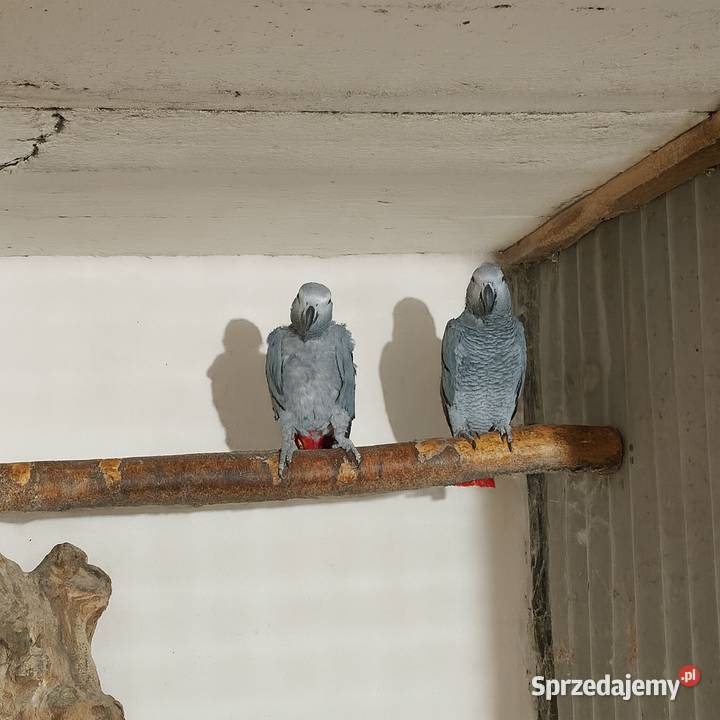 Żako kongijskie para Ostrzeszów