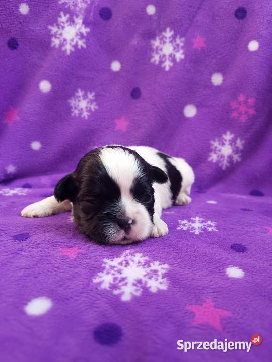 szczeniaki shih tzu Zwierzęta Ciechocin