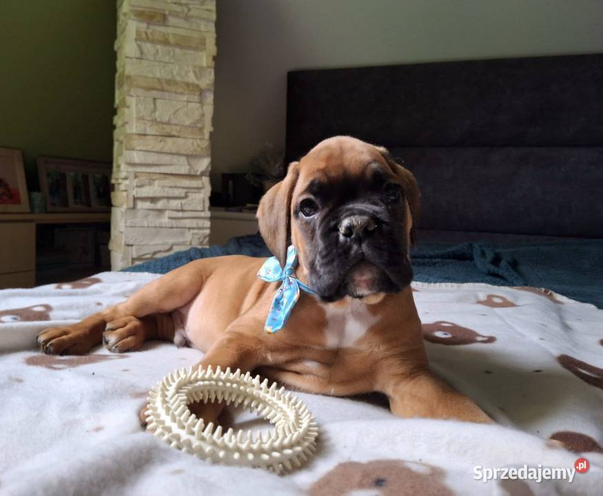 Bokser szczeniak ojciec Fci okazja Radom