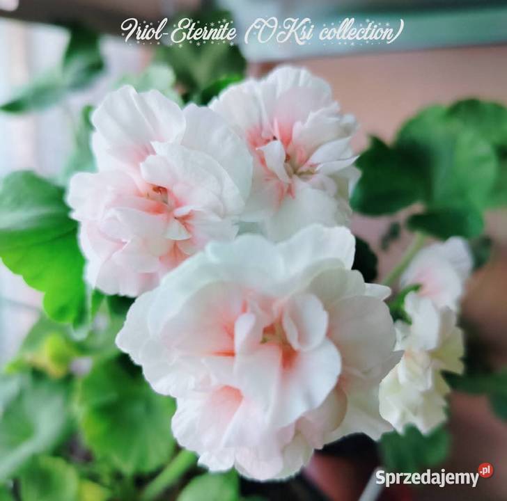 Sadzonki pelargonii kolekcjonerskie Koszalin