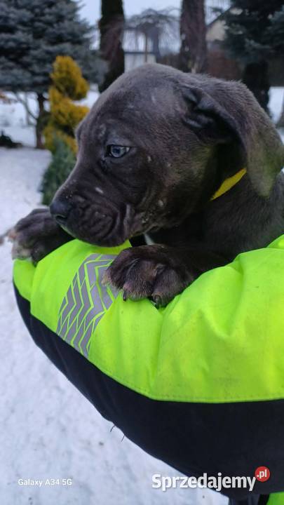 Cane Corso siczka lubelskie Bychawa