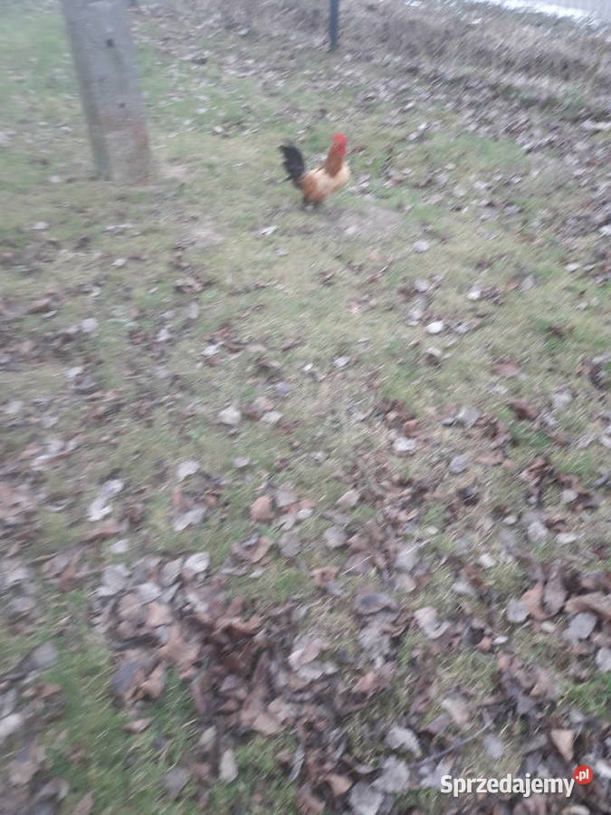 Kogutki male i średnie Drób i ptactwo Czarnocin