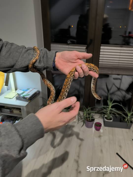 Wąż Boa Tęczowy Brazylijski 3latek Dąbrowa Górnicza