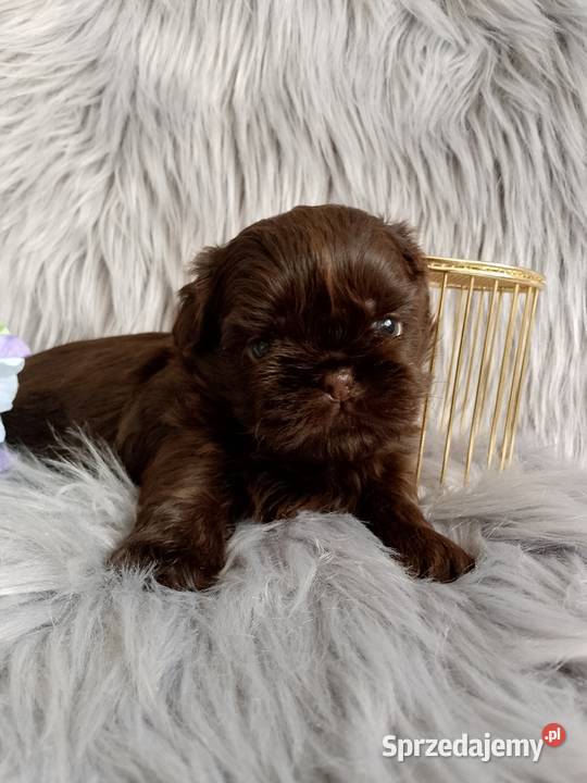 Czekoladowy piesek rasy ShihTzu
