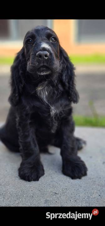Cocker Spaniel Angielski Jasienie sprzedam