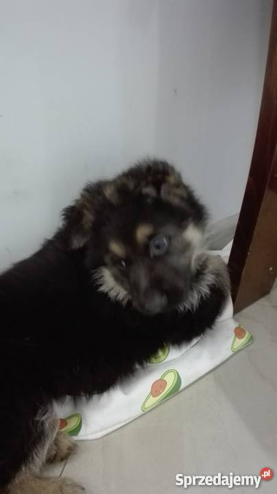 Szczeniaki owczarek niemiecki Świdnica sprzedam