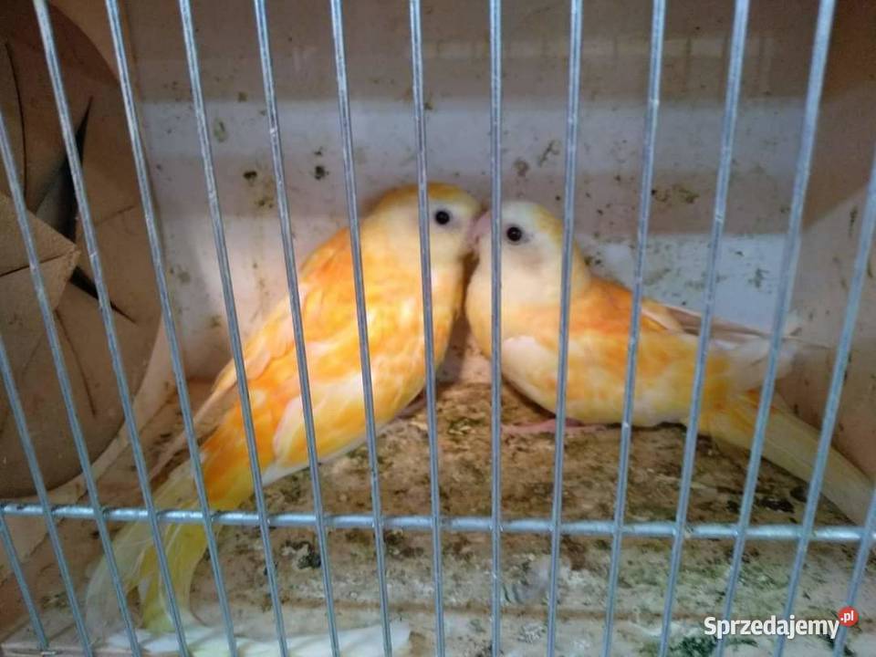 Świergotki Czyżowice