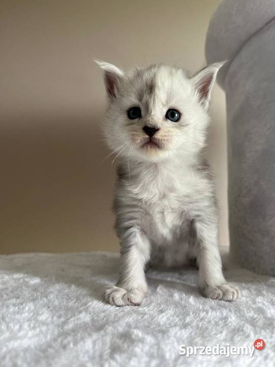 Jaskier kocur Maine Coon Szembruk