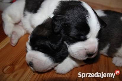 MASTIF PIRENEJSKI szczeniaki rodowodowe ZKwP FCI kujawsko-pomorskie Jania Góra sprzedam