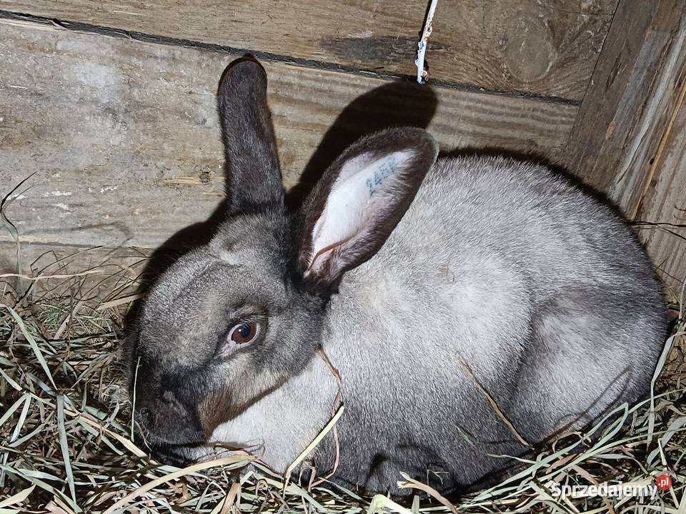 Królik samica z rodowodem Łebno