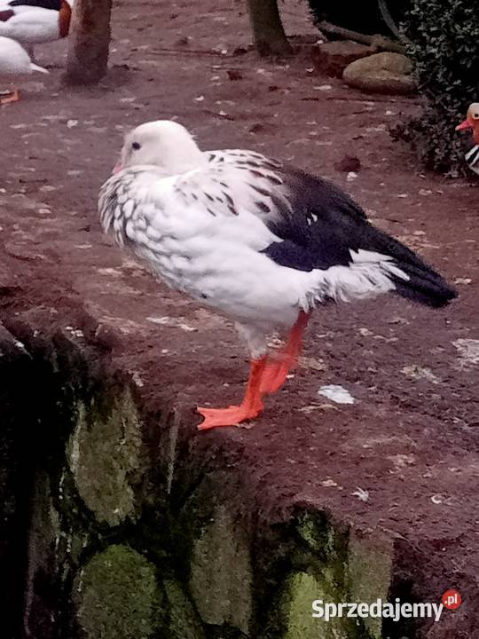 Samica magelany andyjskie gęś ozdobna Główczewice