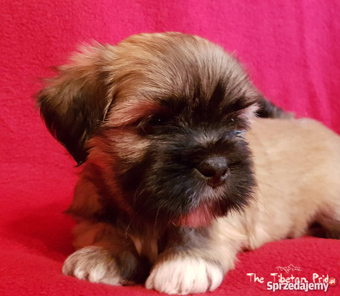 Szczenięta Lhasa Aspo kuzyn Shih Tzu rodowód Kraków sprzedam