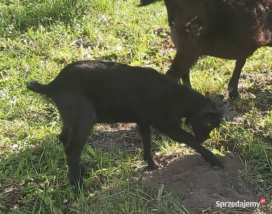 Sprzedam kózki i koziołki Pokrzywnica