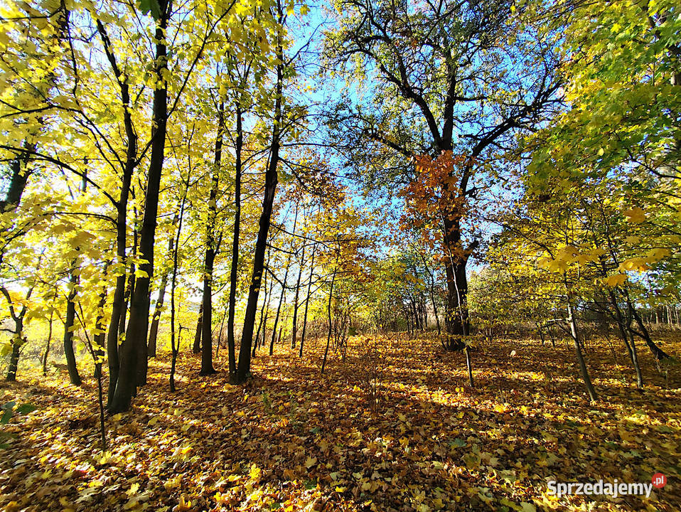 Sprzedam siedlisko w gminie Garbów sprzedam