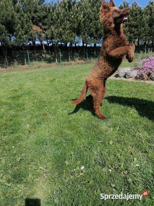 Owczarek niemiecki długowłosy liver czekoladowy śląskie