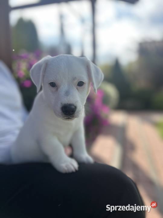 Jack Russell Terrier